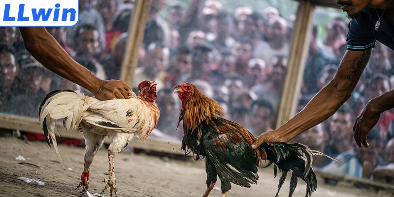 Các hình thức đá ăn khách