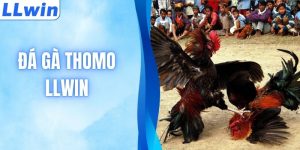 Đá Gà Thomo Hôm Nay - Săn Link HD Siêu Mượt Bản Quyền 