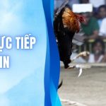 Đá Gà Trực Tiếp - Link Xem Đỉnh Cao Bản Quyền LLWIN