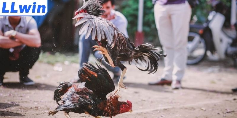 Điểm cộng đá gà trực tuyến LLWIN